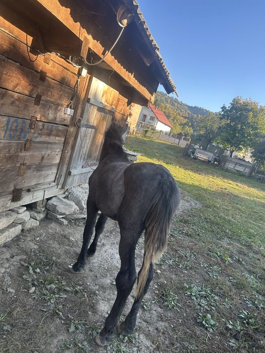 Vand 2 manji mai multe detali in pv