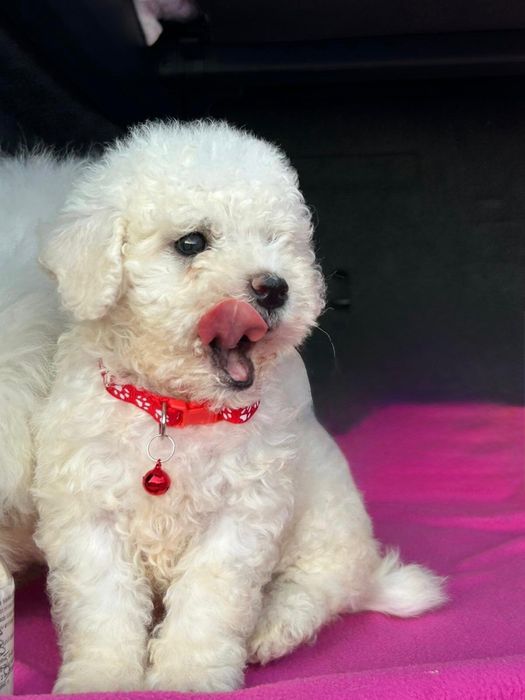Bichon Frise de vânzare, deparazitat, vaccinat, microcipat