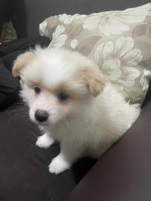 Мъжко Кученце Померан