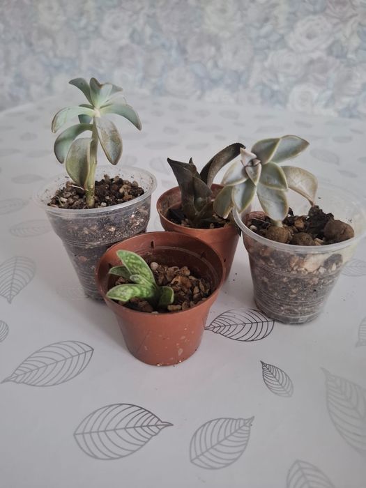 Продам суккуленты