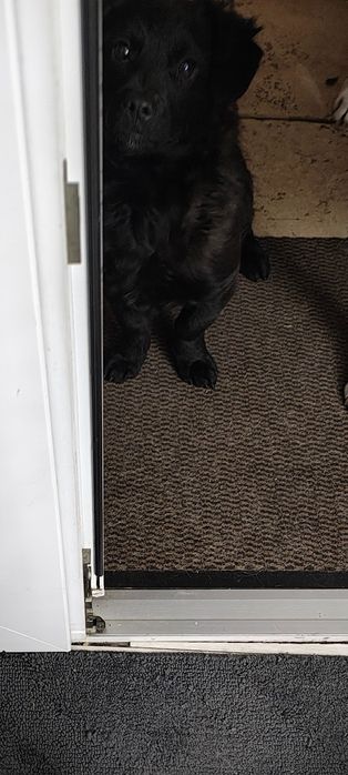 Donez 2 căței frumoși