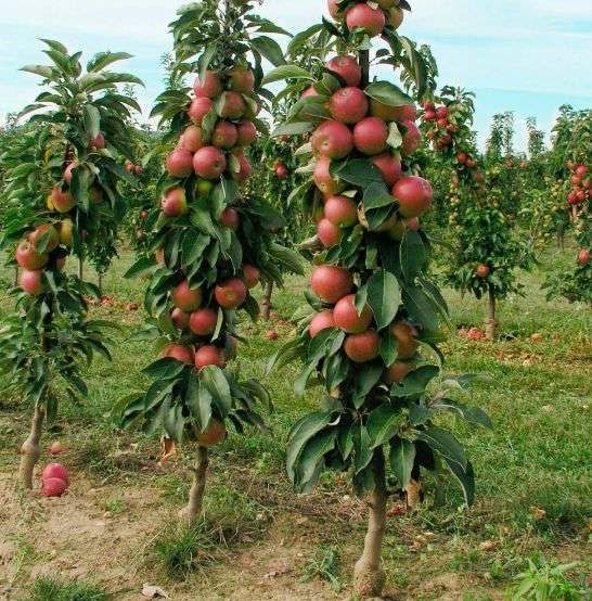 Pomi fructiferi columnari!!!