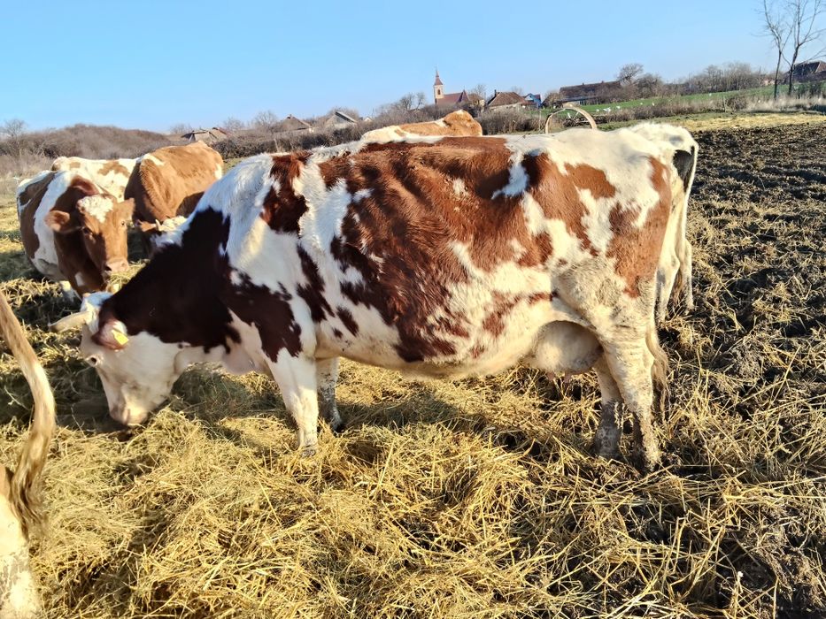 4 vacii de abator de vânzare