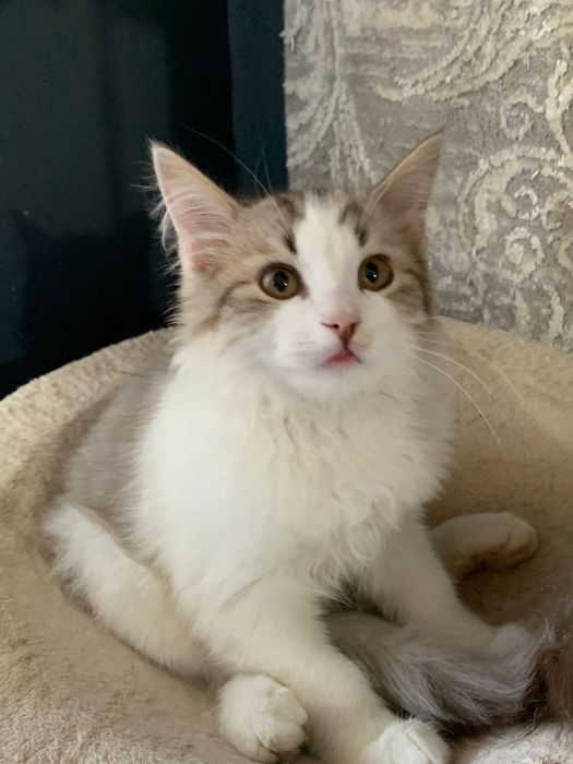 Маркиз ищет Дом.