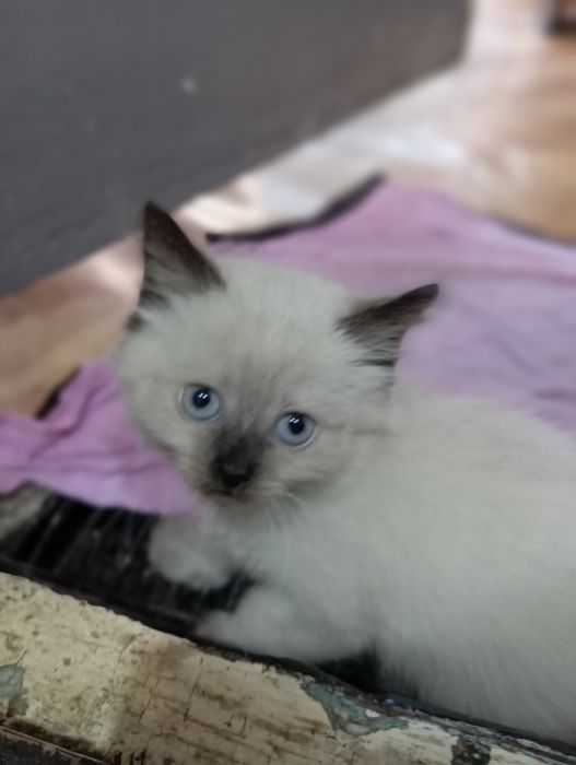 Отдам котят в добрые руки