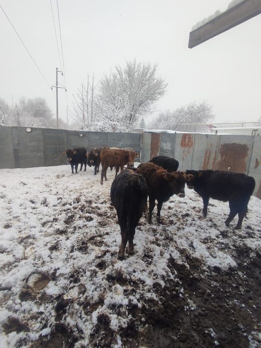 Продаются бычки ...