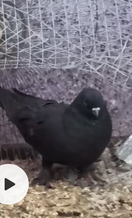 Голуби кабутарлар кафтар