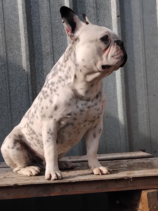 Франсуский  булдок вязка