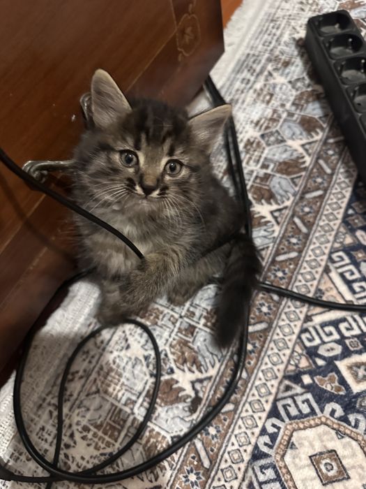 Дружилюбные котята