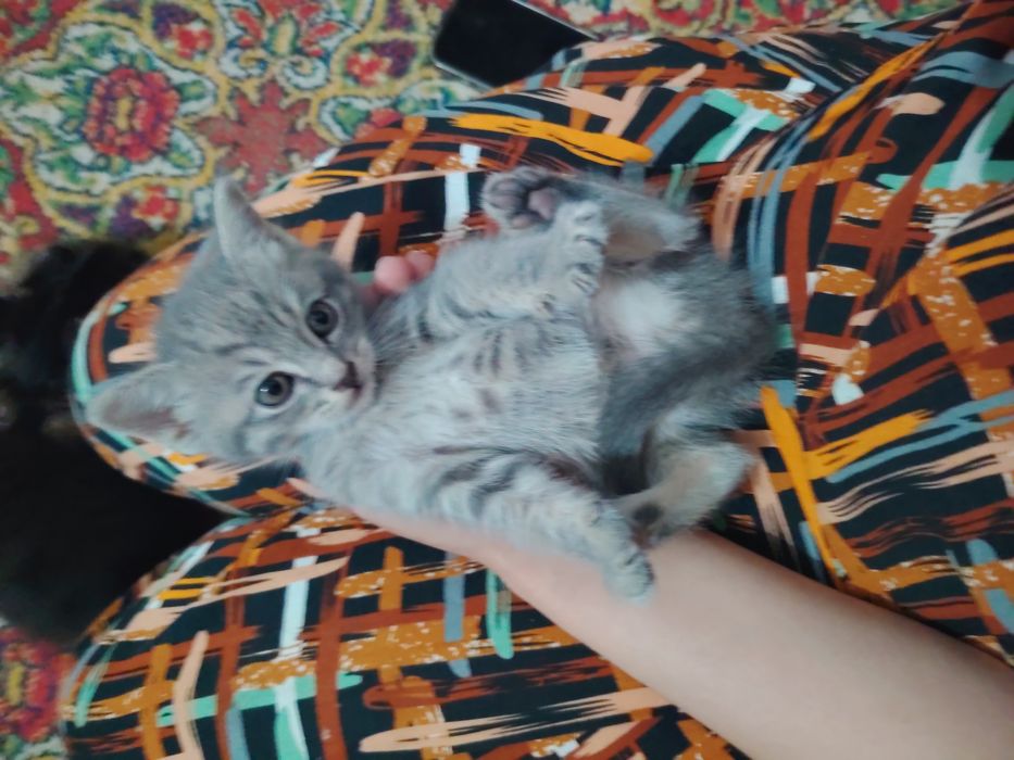 Продаются котята