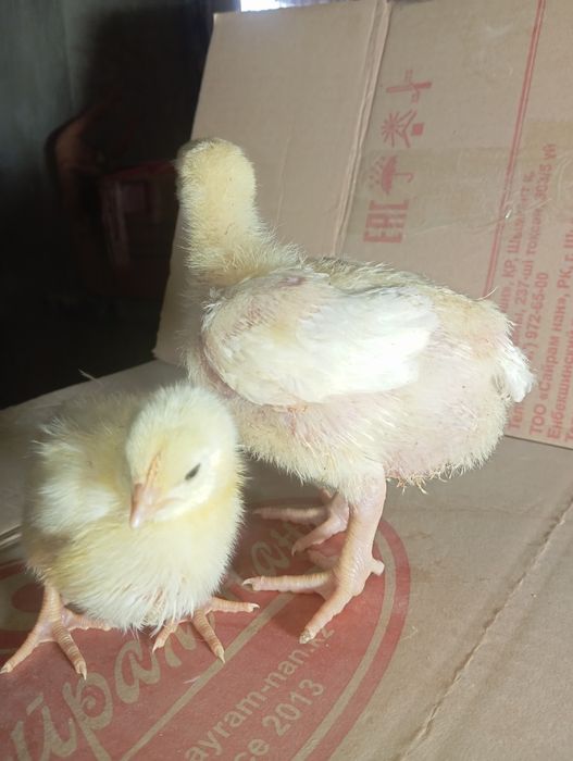 Бройлер Кобб 500 . 12 дневные