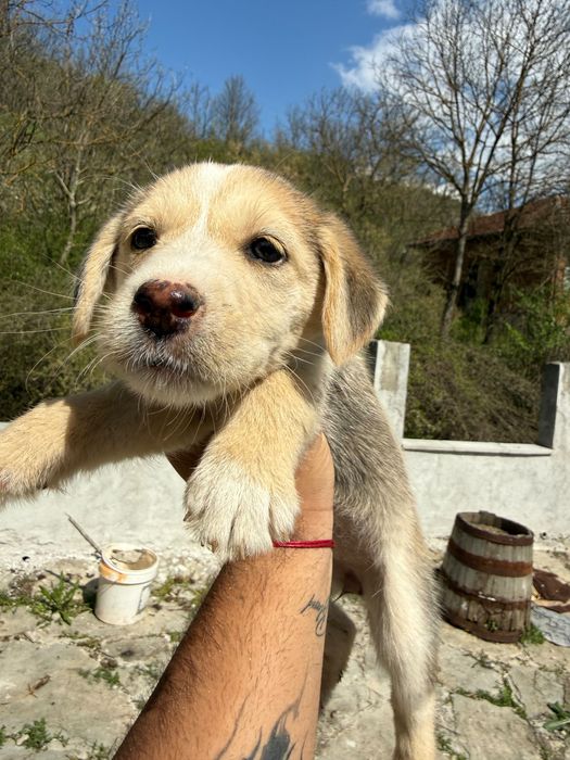Подарявам кученца ( микс Сибирско хъски и български Барак)