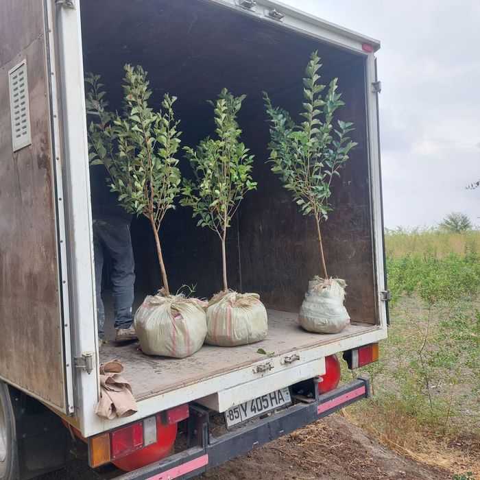 Yashil makon loyihasi uchun turli xildagi mevali manzarali daraxtlar