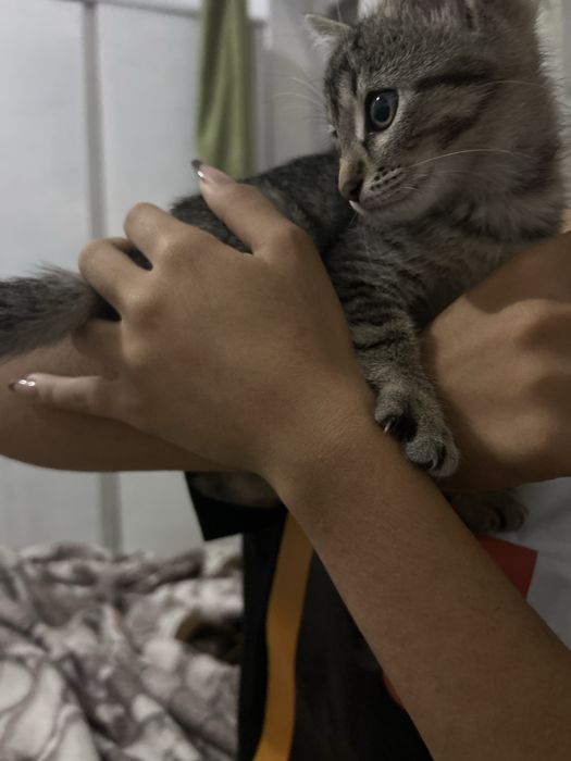 Nala isi cauta o familie.