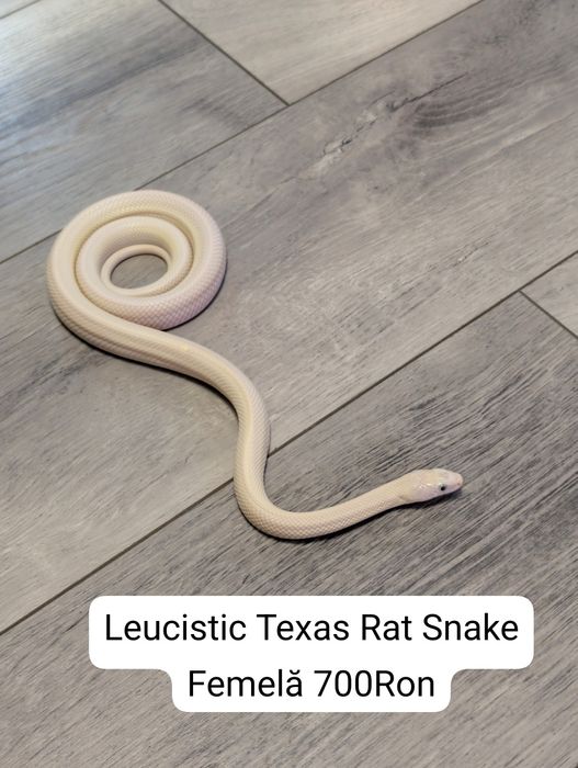Leucistic Rat Snake