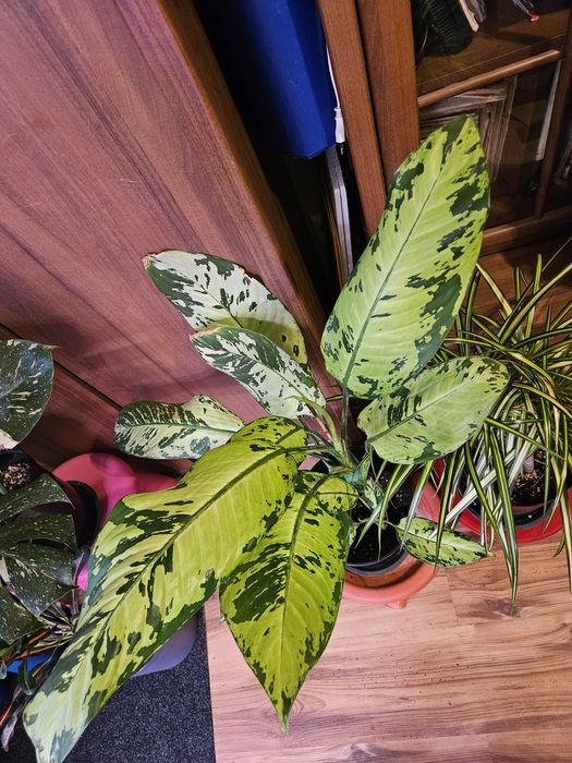 Продам комнатные растения