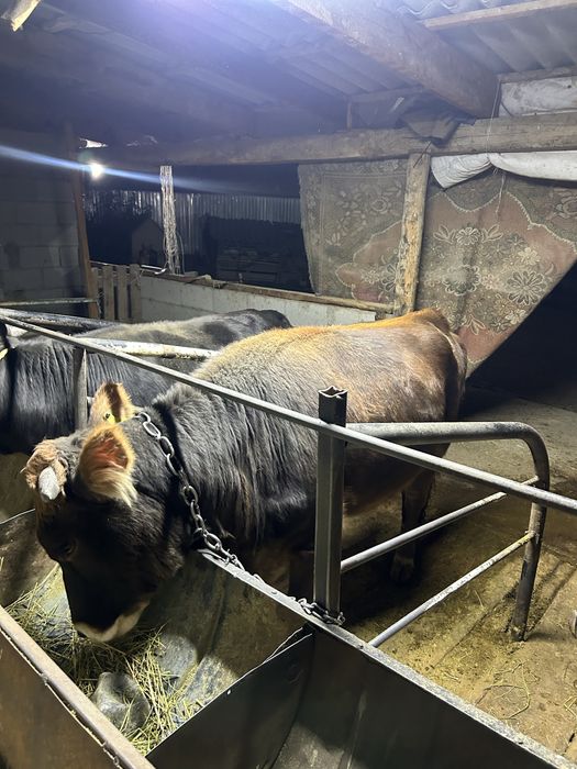 Қунажын сатылады