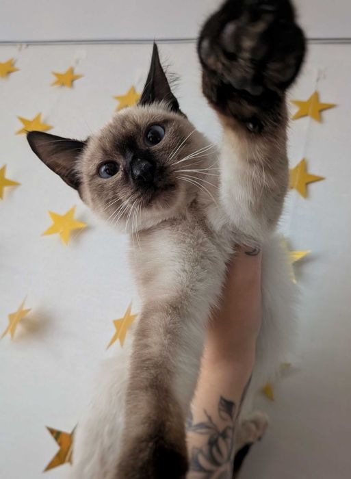 Сиамский котенок ищет дом!