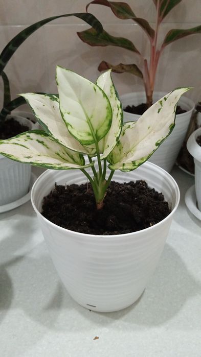 Уютные и Красивые для Вас