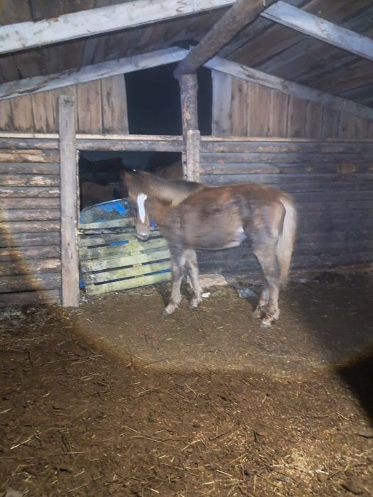 Сатылады обмен жоқ