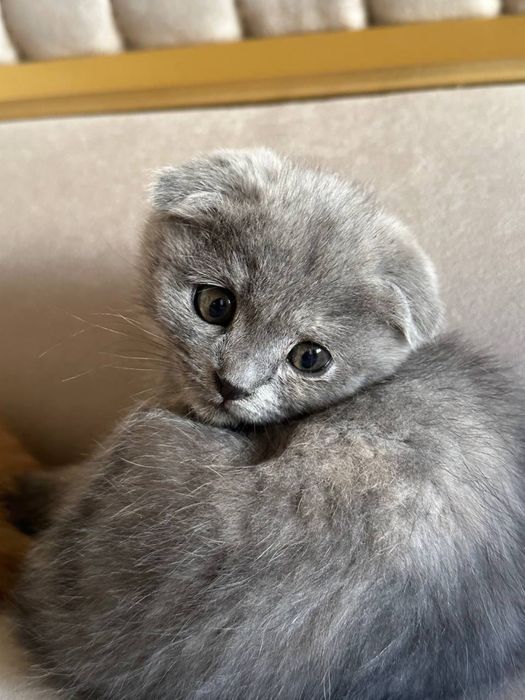 Зотли мушук скоттиш фолд!