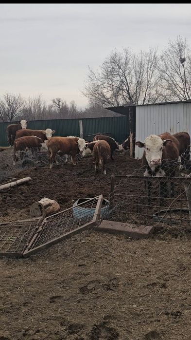 Бука подсос 1 жастар ак бас