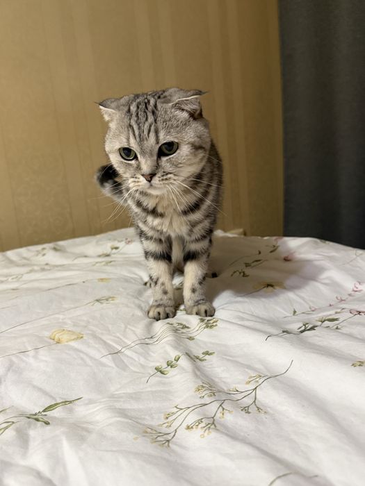 Шотландская вислоухая ищет дом