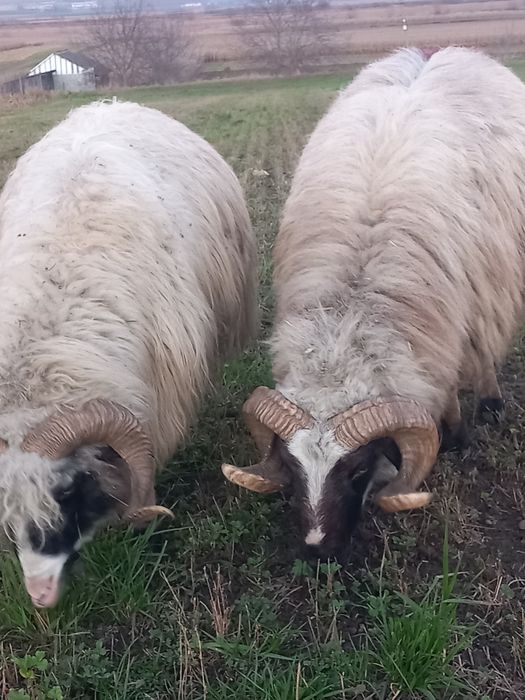 Vând oi și berbeci