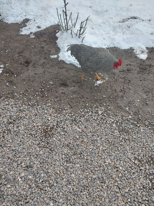 Амрокс Амрокс Амрокс