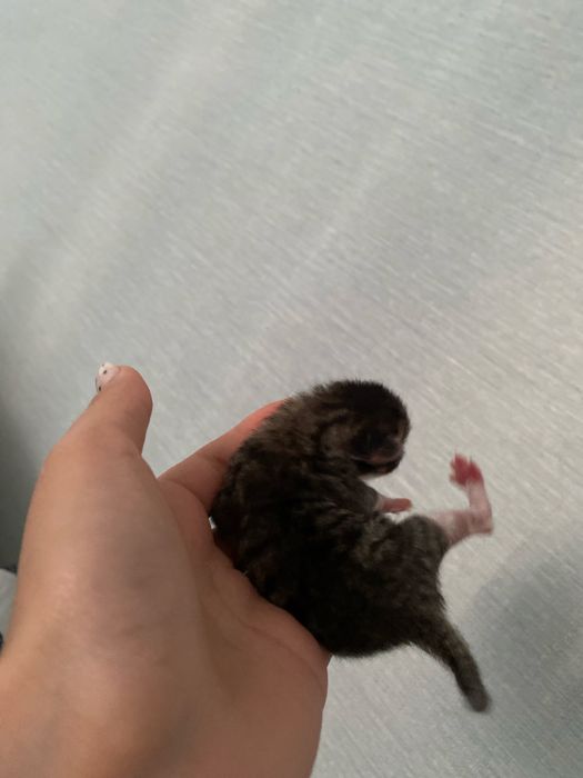 Отдадим котенка в добрые руки
