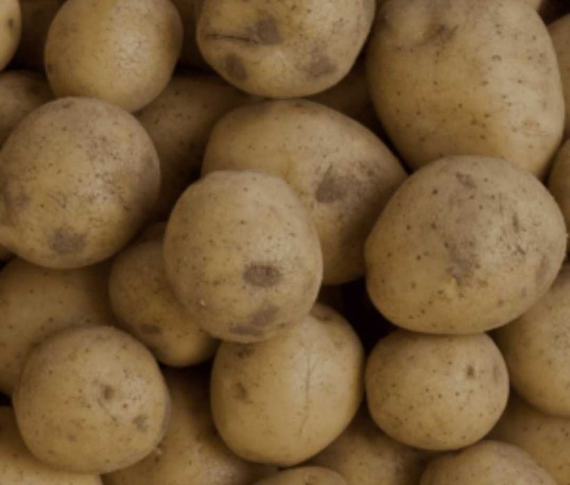 Картофель домашний, сорт Адретта