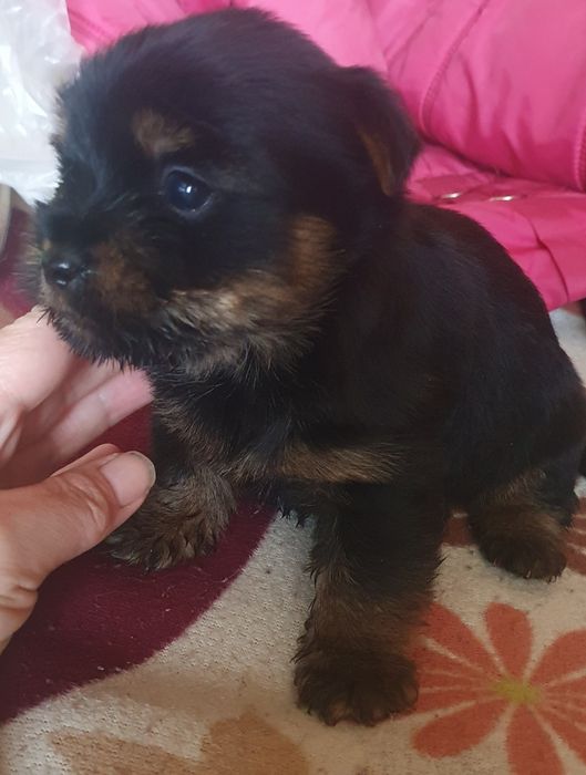 Малко мъжко йорки