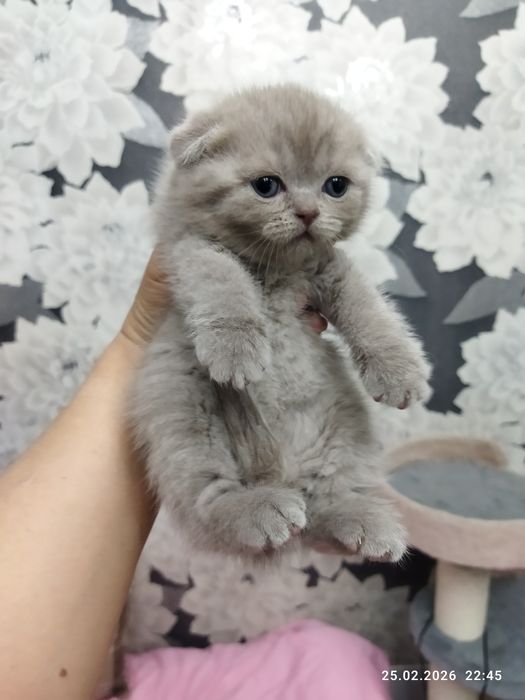 Продаются шотландские котята