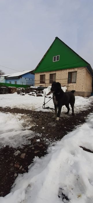 Күшік сатылады САО