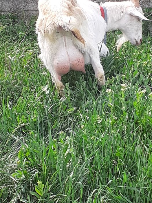 Capre de rasa de vânzare.