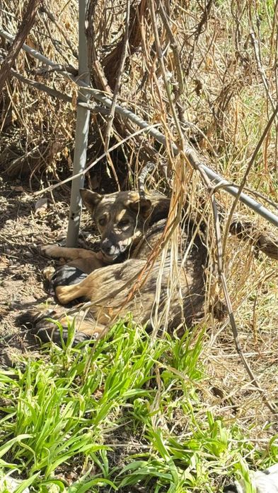 Собака-бродяжка ищет Дом