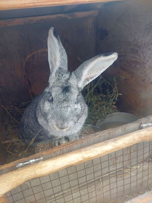 Продаю самцов кролика породы советская шиншила возраст от 6 месяцев