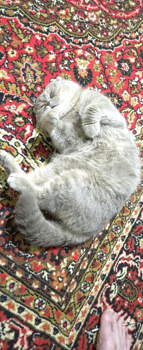 VIYASKAGA ! Skotish fold oʻgʻil bola. Viyaskaga sotilmaydi  200 min s