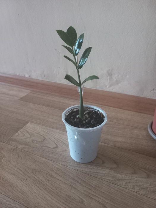 Продам Долларовое дерево (маленькое)