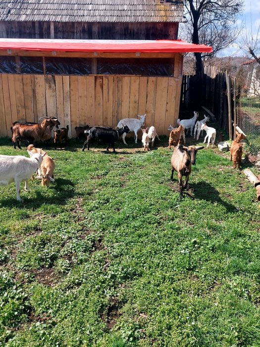 Capre la prima și a doua fătare.