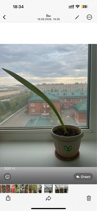 Продам комнатные цветы