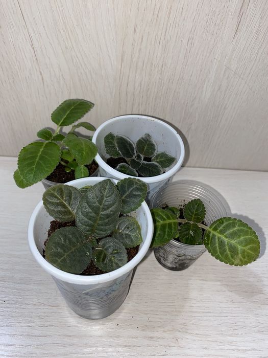 Отростки глоксинии