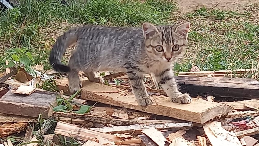 Котята в добрые руки