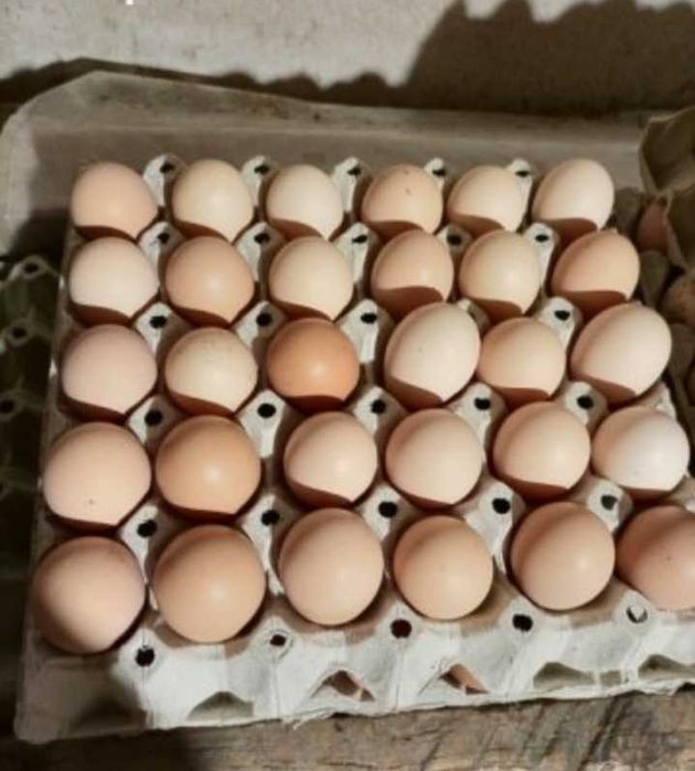 Оплодени яйца за люпене или консумация