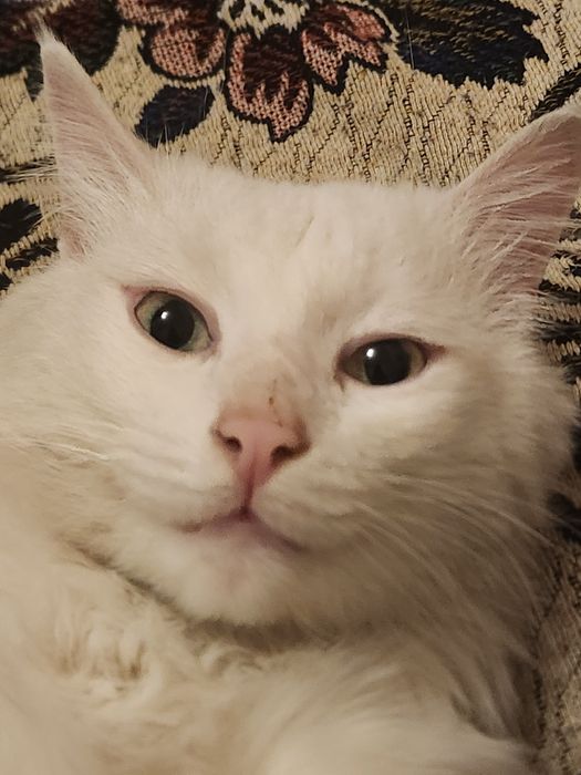 Потерялся кот, белый и глухой , с желто-зелеными глазами
