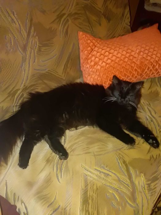 Красивая, молодая кошечка ищет новый дом.