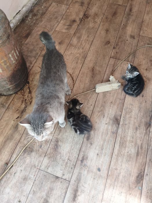 Котята крысоловы
