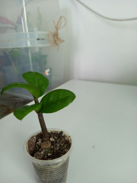 Комнатные цветы от 1000тг