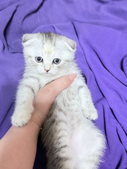 Котята скоттиш  фолд