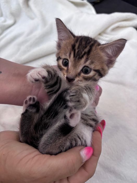 Продажа бенгальских котят